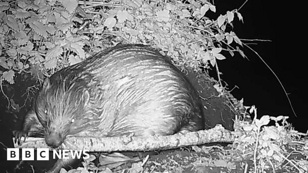 First wild beaver born in Staffordshire in more than 400 years