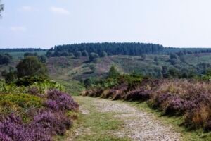 Help shape Staffordshire’s nature recovery plans